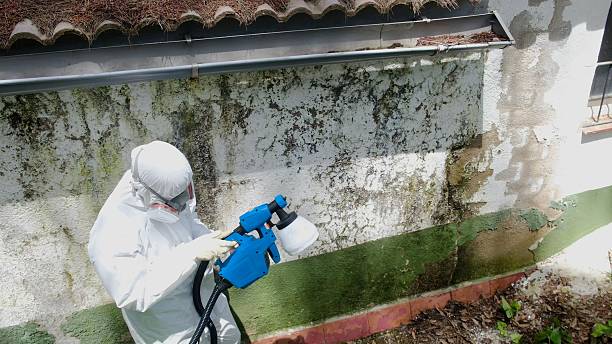 Trusted Mold Testing service in Holland, MI - Cheap Mold Removal